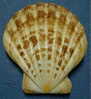 N°3379 //  COMPTOPALLIUM  RADULA  " Nelle-CALEDONIE " // F+++ : GROS : 90,5mm //  PEU COURANT . - Conchiglie