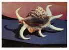 ANIMALS - Shellfish, Petrocera Rugosa / Arthritic Spider Conch - Fish & Shellfish