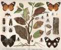 MIMICRY ( Old Original Lithography From 1904.) Mimétisme Butterfly Papillon Buterflies Bee Abeille Abeja Insect Insectes - Lithographies