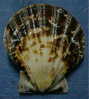 N°3389 //  SEMIPALLIUM  VEXILLUM ZETEKI " Nelle-CALEDONIE " // F+++/GEM : GEANT : 49,5mm // ASSEZ RARE . - Conchas Y Caracoles