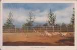 Princely State Bhavnagar, Vintage Series View Card, The Hiran Shala, Deer, Animal, India - Autres & Non Classés