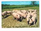 Touts La Famille Pense A Vous   Cochons  -  Varkens - Pigs