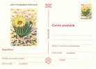 Cactus: Entier (c.p.), 1997 –  Stationery Postcard From Romania - Cactus