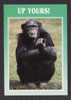 ANIMALS - ANIMAUX - SINGE - MONKEY - UP YOURS - LA CARTE DE L´AMITIÉ - PAR ASTRAL GRAPHICS - PRINTED IN SPAIN - Monkeys