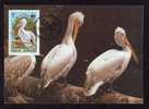 ROMANIA 1984 MAXI CARD PELICANS WWF WORLD WIDE FUND FOR NATURE,cancell FDC.(C) - Pelicans