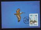 ROMANIA 1984 MAXI CARD PELICANS WWF WORLD WIDE FUND FOR NATURE,cancell FDC.(B) - Pélicans