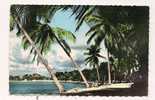 Cp , 972 , MARTINIQUE , Les Cocotiers Sur La Plage De L'Anse Mitan , Voyagée 1960 , Arbres - Autres & Non Classés