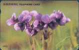 # KOREA O9401101 Manchurian Violet 2000 Autelca 01.94 -fleurs,flowers-   Tres Bon Etat - Korea (Zuid)
