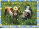(70)  1 X Pig - Cochon - Pigs