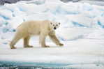 Polar Bears  ,   Postal Stationery -Articles Postaux -Postsache F (A59-77) - Osos