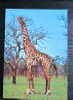 Carte Postale  : Girafe - Giraffes