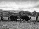 Il Etait Une Fois L´Auvergne Et Les Cevennes Labour A La Charrue Avec 2 Paires De Vaches, Reproduction Editions Arsere - Musik