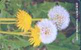 # KOREA O9212110 Dandelion 3000 Autelca 01.92  -flowers,fleurs- Tres Bon Etat - Korea, South