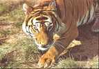 CARTE POSTALE DE LA RESRVE DU PAL - TIGNE - Tigers