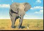 CARTE POSTALE D UN ELEPHANT - Elephants