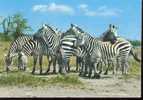 CARTE POSTALE DE ZEBRE - Zebras