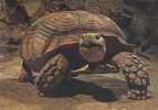 CARTE POSTALE  DE L AQUARIUM TROPICAL DU MUSEE NATIONAL DES ARTS AFRICAINS ET OCEANIENS - TESTUDO SULCATA - AFRIQUE - Turtles