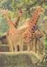 CARTE POSTALE DU PARC ZOOLOGIQUE DE PARIS - GIRAFES - Giraffe