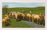 Cp , AGRICULTURE , ELEVAGE , Monts D'AUBRAC , La Transhumance , Troupeaux , Drapeaux - Crías