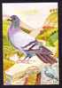 Pigeons 2010 Maxicard ,carte Maximum Obliteration FDC, Moldavie/Moldova. - Pigeons & Columbiformes