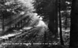 STEENWIJK  -  Landgoed " De Bult "  - Zonnespel In Een Der Lanen   - BELLE CARTE PHOTO - - Steenwijk