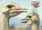 Birds - Ostrich / Strauss / Struisvogel - Struisvogels