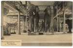 BRUXELLES. Musée Royal D'Histoire Naturelle. Les éléphants. - Museos