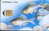 # KOREA IO9504101 Rhodeus Uyekii 3000 Incard 04.95 -poisson,birds- Tres Bon Etat - Corea Del Sur