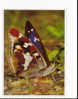 PAPILLON - GRAND MARS CHANGEANT-  APATURA IRIS L.-  KRAUSS 658 - Insects