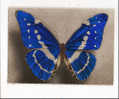 PAPILLON - MORPHO CYPRIS DE COLOMBIE - CAP FERRAT - JARDIN ANIME  - ZOO BUTTERFLY FARM - CPSM DENTELEE - Insetti