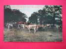 Jersey Cows On Bates Farm Near Marion Al  Circa 1907 - Other & Unclassified