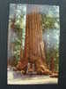 CPSM ETATS UNIS-Yosemite National Park-Wawona Or Tunnel Tree Mariposa Grove Of Big Trees - Yosemite