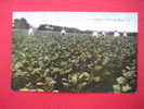 A Tobacco Field Near Marion Al  Circa 1907 - Autres & Non Classés