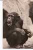 ARC ZOOLOGIQUE DE VINCENNES UN CHIMPANZE D'AFRIQUE RE 18535 - Monkeys