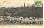 ORMESSON - Moutons Au Paturage - Ormesson Sur Marne