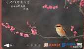 TIT ( Japan ) Mesange Teta Meise Tetta Mees Tits Mesanges Bird Oiseau Birds Oiseaux Vogel Uccello Pajaro Ave Aves - Songbirds & Tree Dwellers