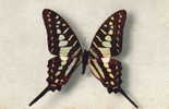 PAPILLON "Papilio Antheus" - Papillons