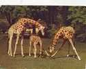 ZS3524 Animals Animaux Girafes Park Zoologique Paris Not Used Perfect Shape - Giraffen