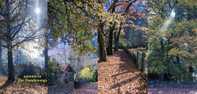 Australia Autumn In The Dandenongs - Superb European Gardens Unused - Other & Unclassified