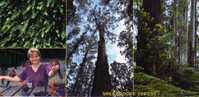 Australia Sherbrooke Forest, Dandenong Ranges With Tall Mountain Ash (Eucalyptus Regnans) Unused - Sonstige & Ohne Zuordnung