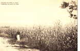 Congo Belge Plantation De Millet Au Kasai C142 - Congo Belge - Autres