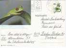 Fauna - Frog - Rotaugenlaubfrosch - Grenouilles