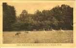 Parc Zoologique De Clères ( S Inf) - Animeaux Divers - Clères