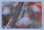 TIT ( Japan ) Mesange Teta Meise Tetta Mees Tits Mesanges Bird Oiseau Birds Oiseaux Vogel Uccello Pajaro Ave Aves - Songbirds & Tree Dwellers