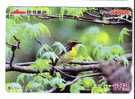 TIT ( Japan ) Mesange Teta Meise Tetta Mees Tits Mesanges Bird Oiseau Birds Oiseaux Vogel Uccello Pajaro Ave Aves - Passereaux