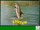 Flipper Dolphin - 1970 Post Card /  Dauphin Carte Postale - TV-Reeks