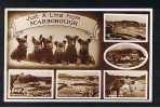 RB 597 - 1957 Real Photo Multiview Postcard With Scottie Dog Puppies - Scarborough Yorkshire - Animal Theme - Scarborough