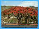 REUNION. SAINT DENIS. Flamboyant , Boulevard Lacaussade - Saint Denis