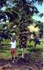 Papaya Tree With Fruits - Philippinen