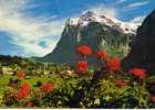 GRINDELWALD -  WETTERHONE -  Format  14,7  X 21 - Photo Arthur Baur - Oberhofen - PAYPAL SANS FRAIS - Oberhofen Am Thunersee